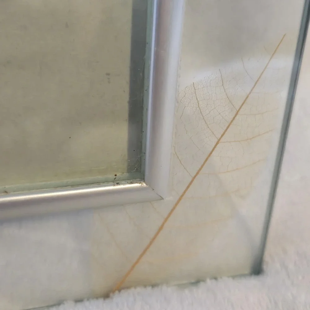 Ganz Glass Picture Frame 5x7 Real Pressed Leaf Botanical Silver EJ9883